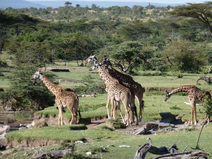 P1000706 - GALLERY.jpg